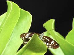 Limenitis sulpitia