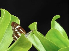 Limenitis sulpitia