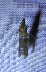 Moodna pallidostrinella