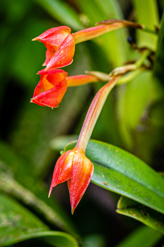 Maxillaria