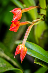 Maxillaria coccinea