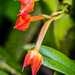 Flame Orchid - Photo (c) reefguard, some rights reserved (CC BY-NC)