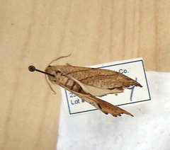Drepana bilineata