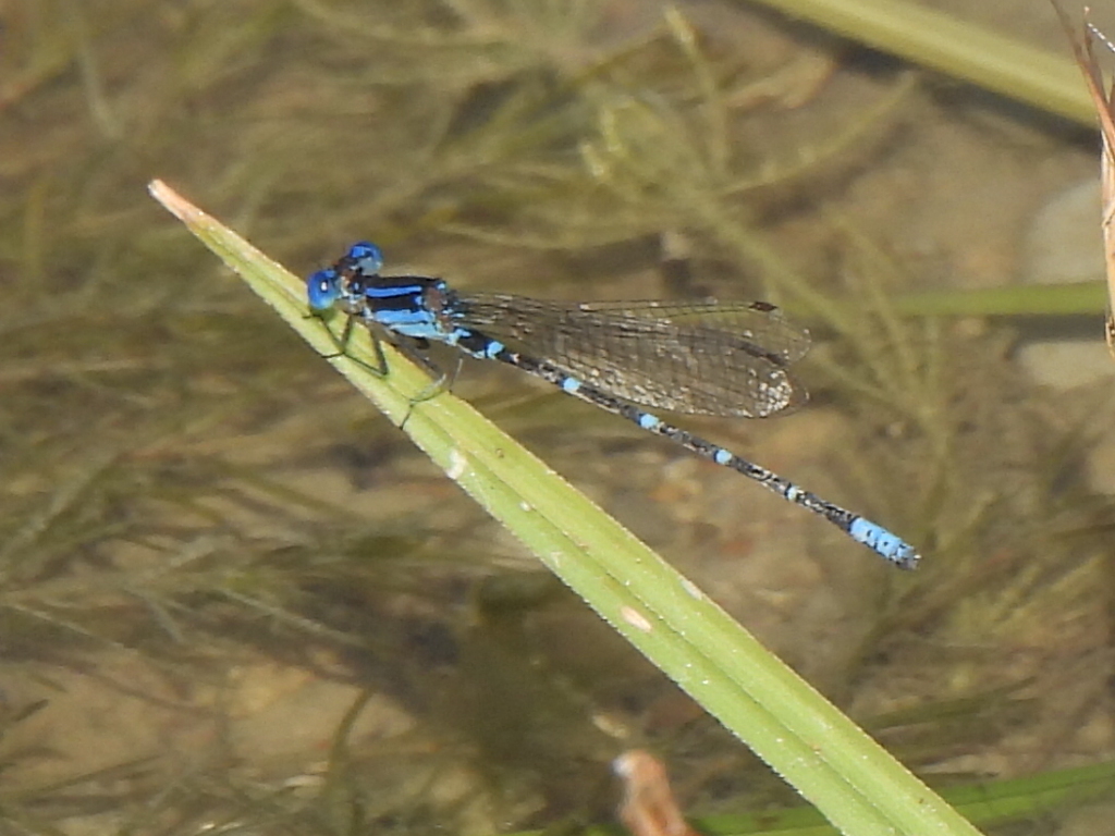 Blue-ringed Dancer from Fort Worth, TX, USA on October 5, 2024 at 03:21 ...