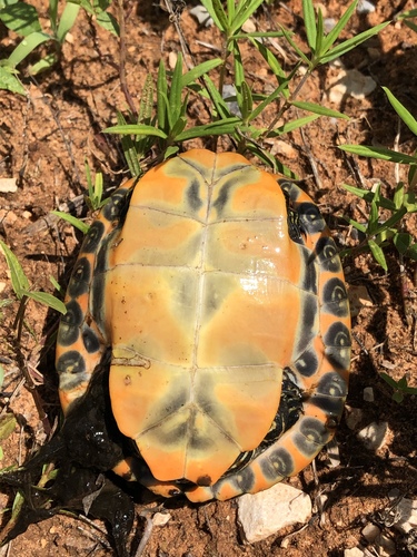 Alabama Red-bellied Cooter