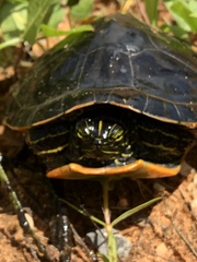 Pseudemys alabamensis