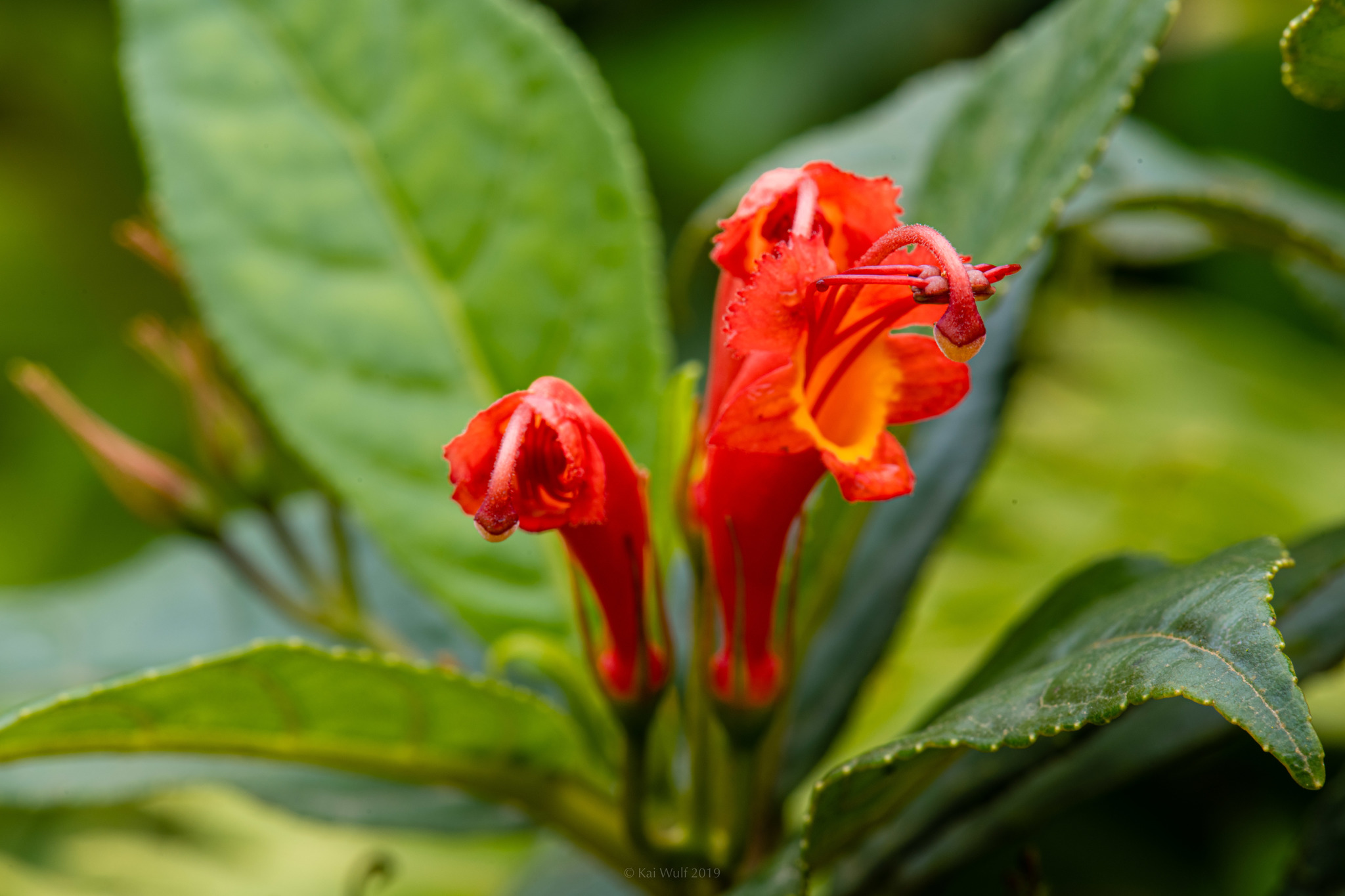 Gesneria ventricosa