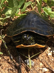 Pseudemys alabamensis