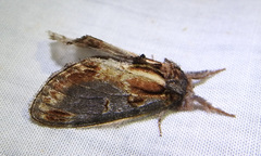 Notodonta scitipennis