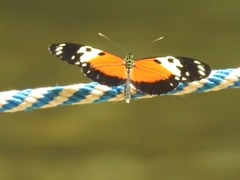 Heliconius hecale melicerta