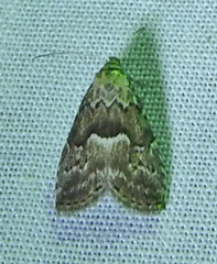 Hypenodes franclemonti