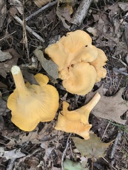 Cantharellus flavolateritius
