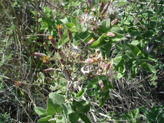 Brickellia tomentella