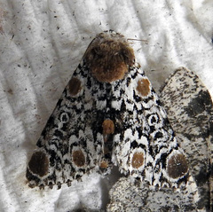 Harrisimemna trisignata