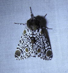 Harrisimemna trisignata