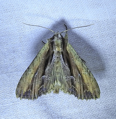 Apamea verbascoides
