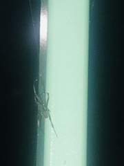Arachnida