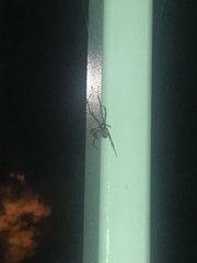 Arachnida