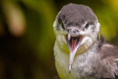 Puffinus lherminieri
