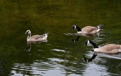 Branta canadensis