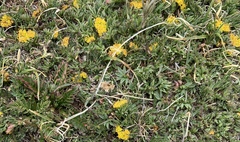 Oreoxis alpina