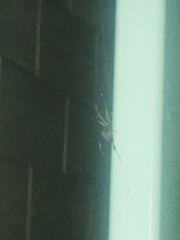Arachnida