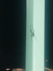 Arachnida