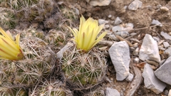 Coryphantha neglecta