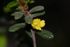 Hibbertia hirticalyx
