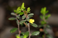 Hibbertia hirticalyx