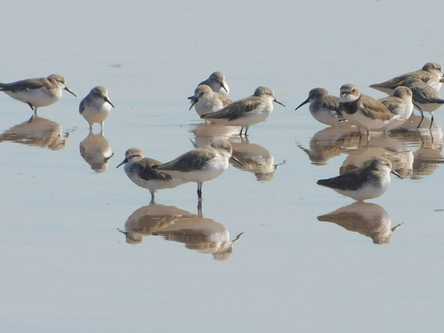 Correlimos de Alaska (Calidris mauri)