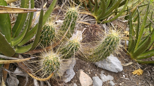 Echinocereus viereckii