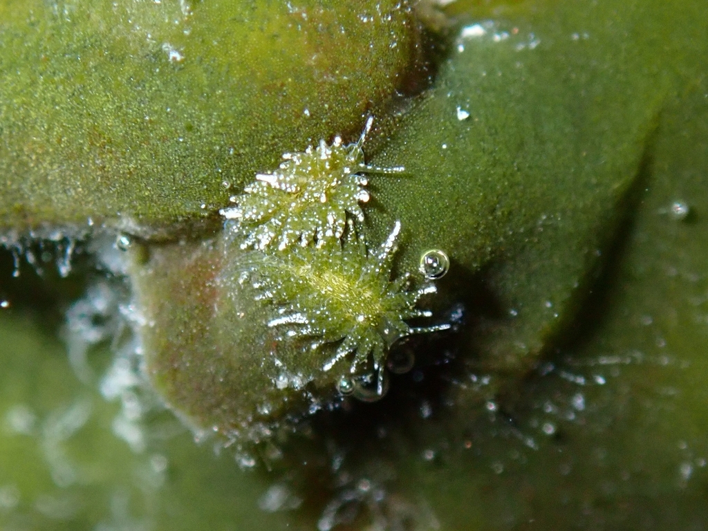 Placida verticilata