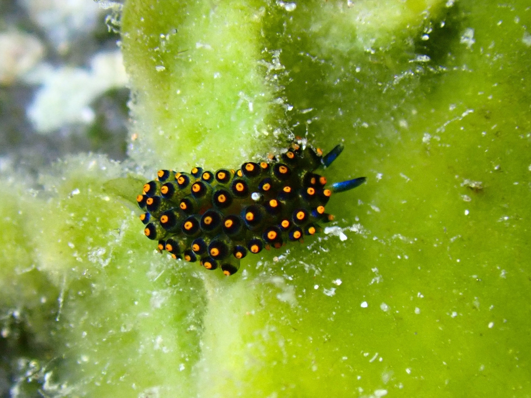 Stiliger llerae