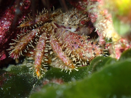 Hairy Crab
