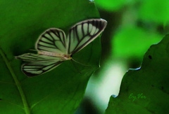 Lepidoptera