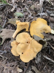 Cantharellus flavolateritius