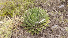 Agave victoriae-reginae