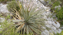 Dasylirion berlandieri