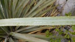 Dasylirion berlandieri