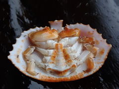 Cryptolithodes sitchensis