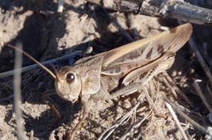 Pardalophora apiculata