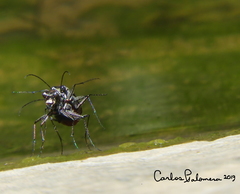 Cicindela sedecimpunctata
