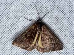 Dichromodes ainaria