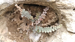 Astrolepis crassifolia