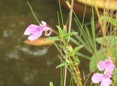Impatiens chinensis