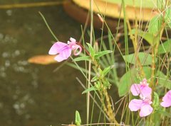 Impatiens chinensis