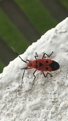 Physopelta slanbuschii