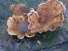 Podoscypha petalodes