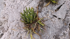 Agave victoriae-reginae